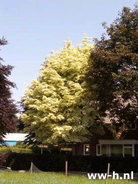 Acer platanoides 'Drummondii'