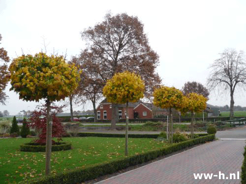 Acer platanoides 'Globosum' - Klik op de afbeelding om het venster te sluiten