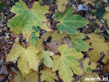 Acer pseudoplatanus - Klik op de afbeelding om het venster te sluiten