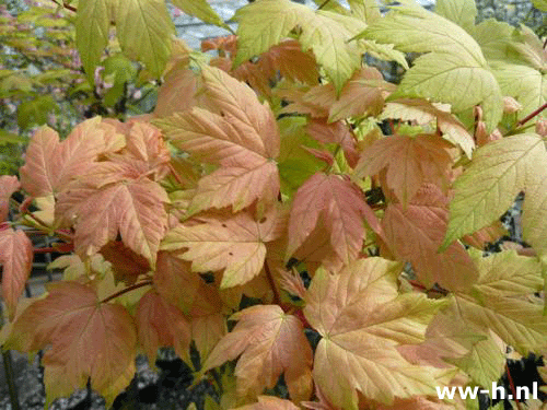 Acer pseudoplatanus 'Brilliantissimum'