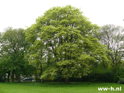 Acer pseudoplatanus 'Leopoldii' - Klik op de afbeelding om het venster te sluiten