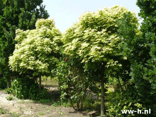 Acer pseudoplatanus 'Prinz Handjery' - Klik op de afbeelding om het venster te sluiten