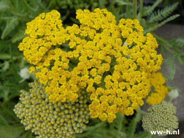 Achillea - Klik op de afbeelding om het venster te sluiten