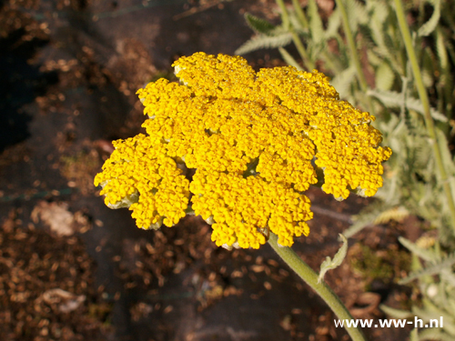 Achillea - Klik op de afbeelding om het venster te sluiten