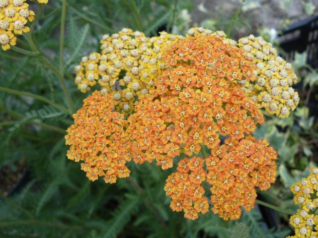 Achillea 'Terra Cotta' - Klik op de afbeelding om het venster te sluiten