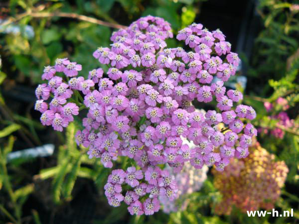 Achillea millefolium - Klik op de afbeelding om het venster te sluiten