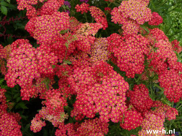 Achillea millefolium ' Paprika '