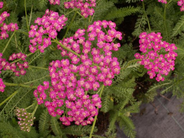 Achillea millefolium - Klik op de afbeelding om het venster te sluiten