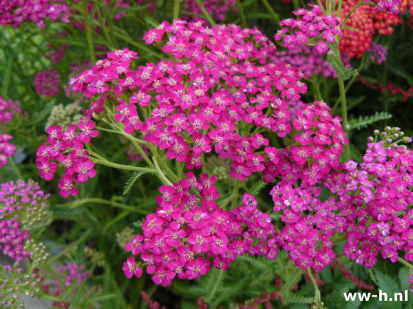 Achillea millefolium 'Red Velvet'