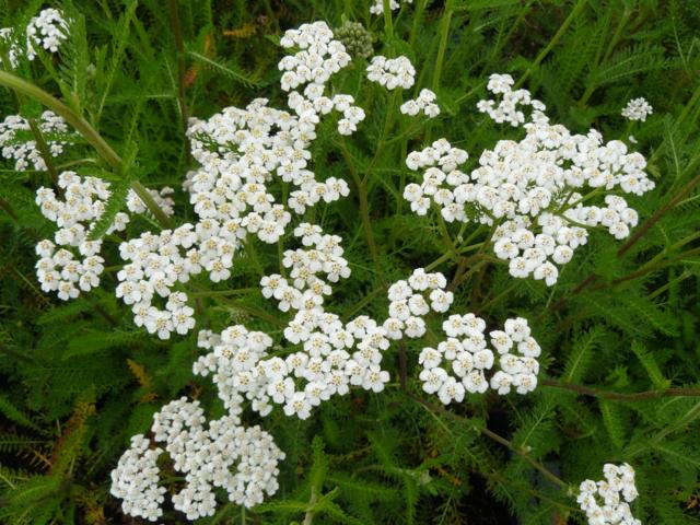 Achillea millefolium 'White Beauty'