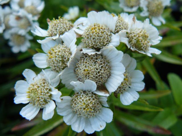 Achillea ptarmica