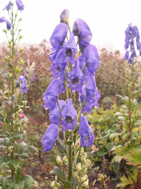 Aconitum carmichaelii - Klik op de afbeelding om het venster te sluiten