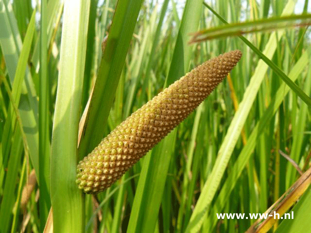 Acorus calamus