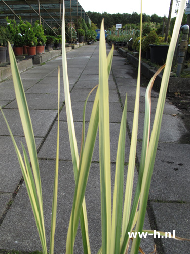 Acorus calamus