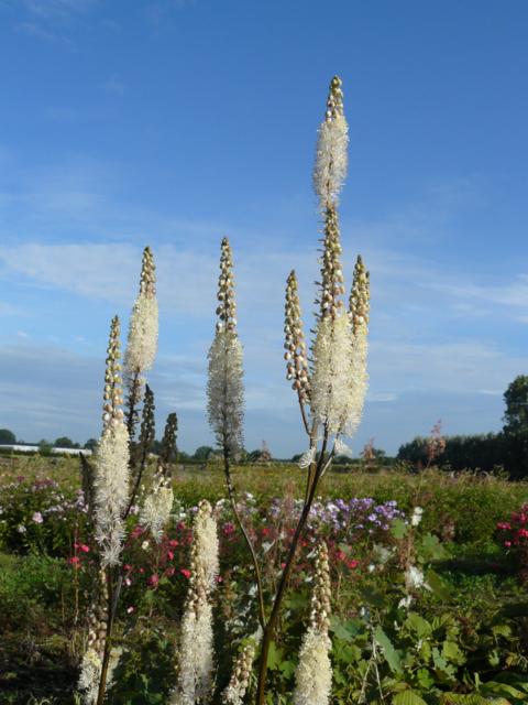 Actaea acerina