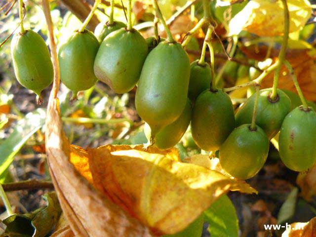 Actinidia arguta 'Issai' - Klik op de afbeelding om het venster te sluiten