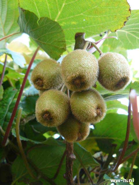 Actinidia deliciosa 'Jenny' - Klik op de afbeelding om het venster te sluiten