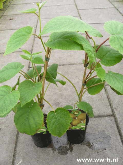 Actinidia deliciosa Kiwi Zelfbevruchtend 7,50