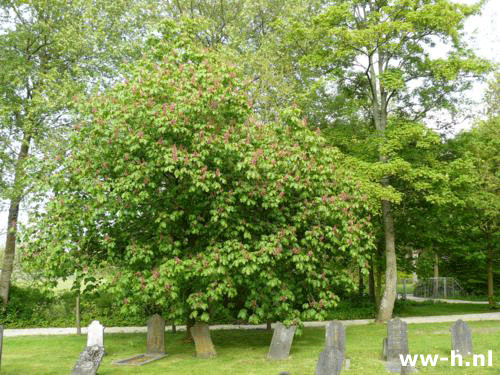 Aesculus ₓcarnea 'Briotii' - Klik op de afbeelding om het venster te sluiten