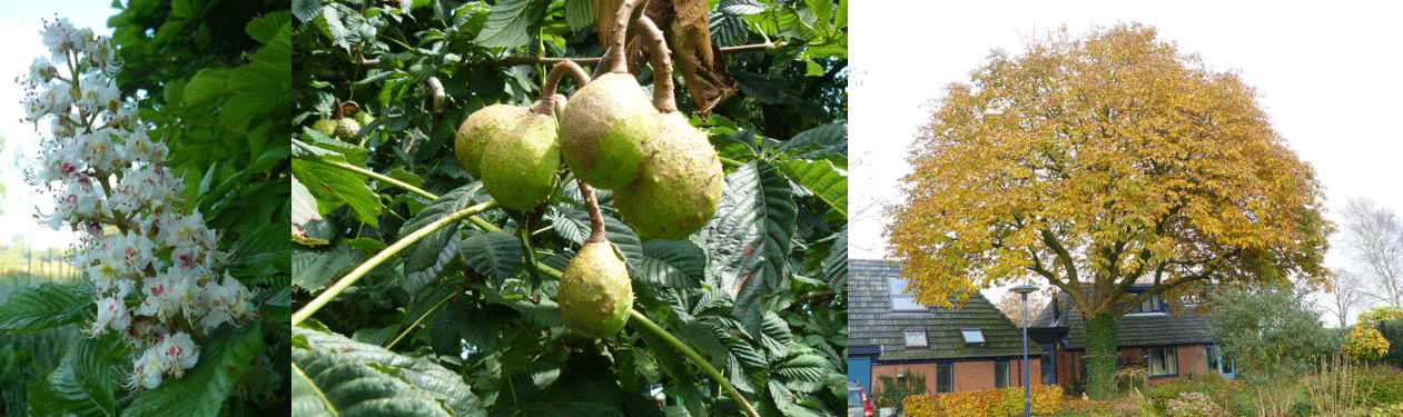 Aesculus hippocastanum - Klik op de afbeelding om het venster te sluiten