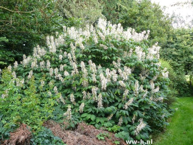 Aesculus parviflora