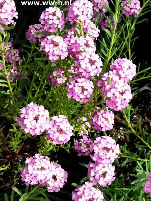 Aethionema armenum ' Warley Rose'