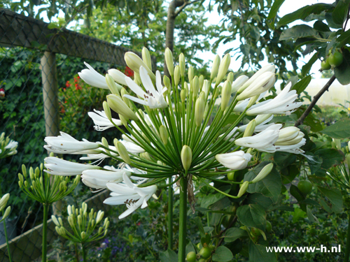 Agapanthus africanus - Klik op de afbeelding om het venster te sluiten