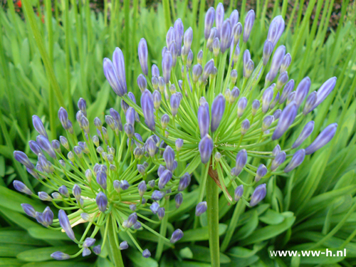 Agapanthus africanus