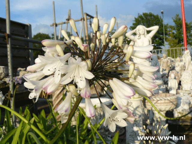 Agapanthus wit grote pot 7,50 Agapanthus wit grote pot 7,50