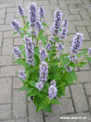 Agastache dropplant 3,99 Agastache dropplant 3,99