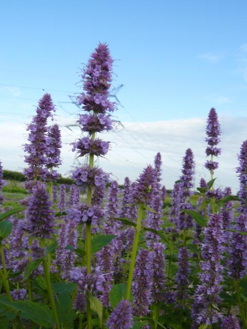 Agastache - Klik op de afbeelding om het venster te sluiten