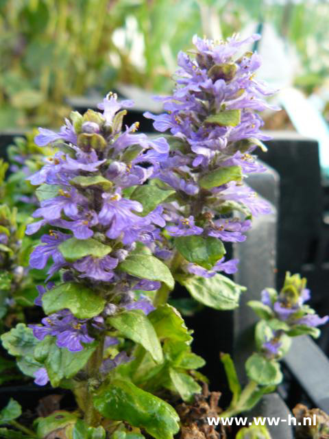 Ajuga reptans