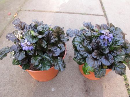 Ajuga reptans