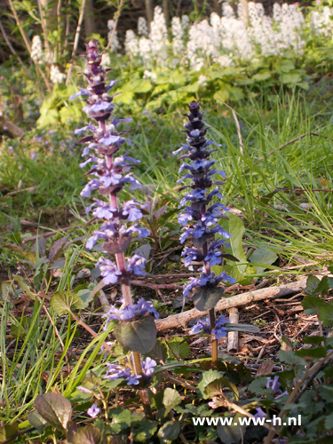 Ajuga reptans - Klik op de afbeelding om het venster te sluiten