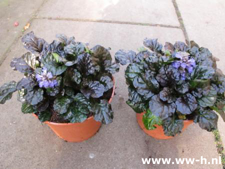 Ajuga reptans