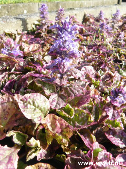 Ajuga reptans