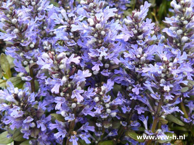 Ajuga reptans