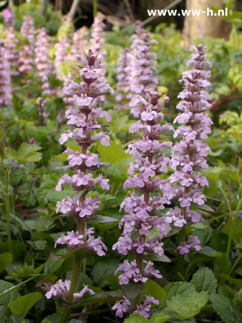 Ajuga reptans