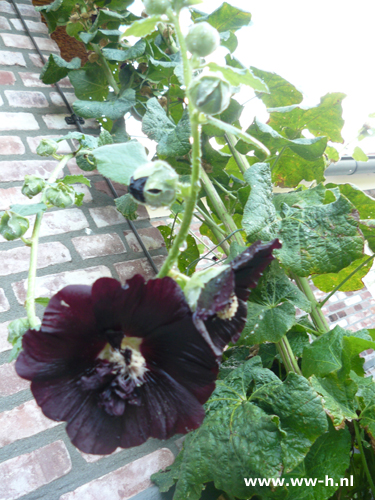 Alcea rosea