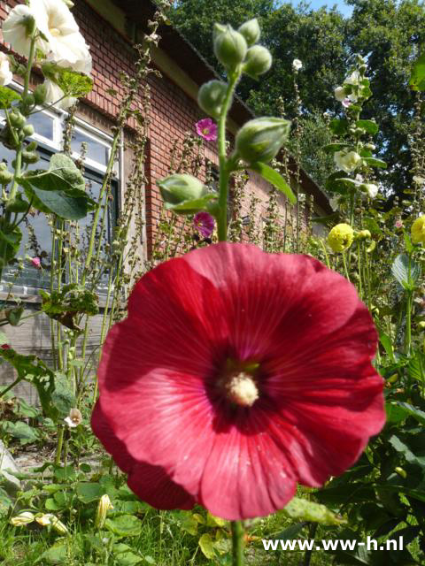 Alcea rosea rood - Klik op de afbeelding om het venster te sluiten