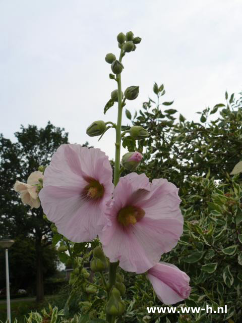 Alcea rosea roze - Klik op de afbeelding om het venster te sluiten