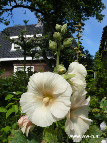 Alcea rosea wit