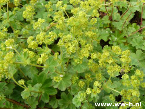 Alchemilla erythropoda