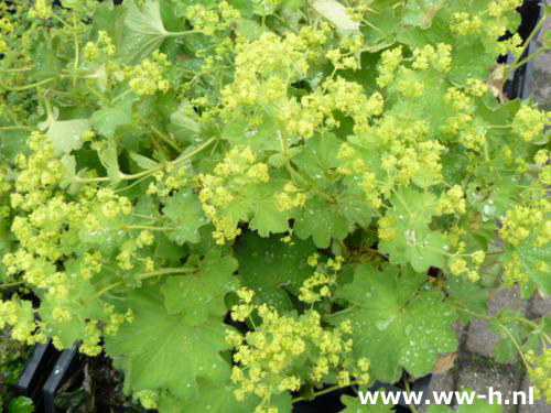 Alchemilla Mollis Alchemilla Mollis