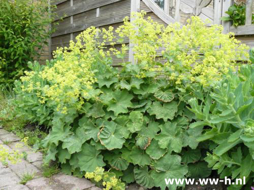 Alchemilla Mollis