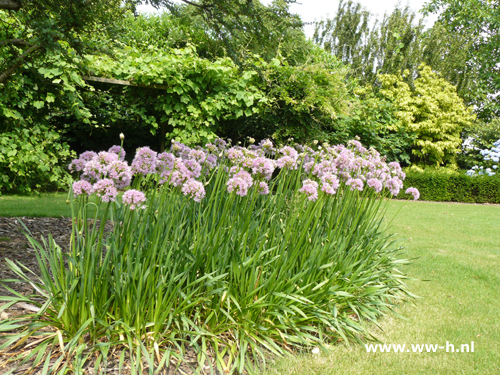 Allium schoenoprasum