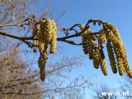 Alnus glutinosa - Klik op de afbeelding om het venster te sluiten