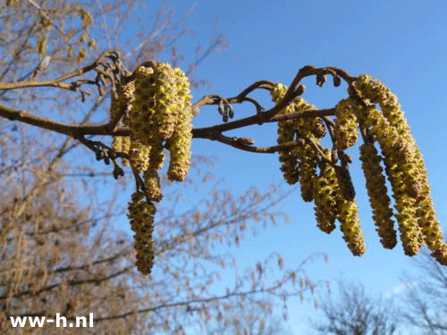 Alnus glutinosa - Klik op de afbeelding om het venster te sluiten