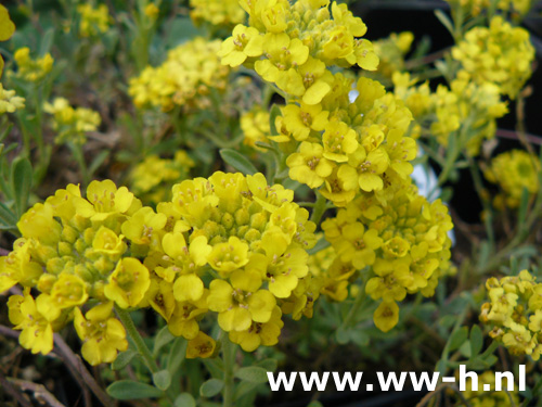 Alyssum montanum - Klik op de afbeelding om het venster te sluiten