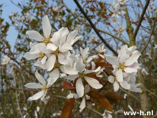 Amelanchier arborea 'Robin Hill'